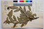 Quercus illirica J. D. []