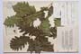 Quercus polycarpa Schur. var. polycarpa f. longiloba Gan. & Bond. []