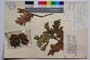 Quercus robur L. ssp. robur Schwarz var. puberula (Lasch.) Schwarz f. brachypedunculata Gan. & Bond. []