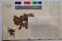 Quercus thracica B. Stef. & S. Ned. []