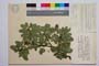 Rhamnus rhodopeus Vel. f. longipetiolata Gan. []