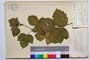 Rubus anoplocladus Sudre var. pirinica Mark. []