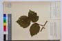 Rubus anoplocladus Sudre var. pirinica Mark. []