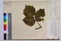 Rubus anoplocladus Sudre var. pirinica Mark. []