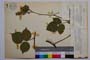 Rubus condensatus Mueller var. achtarovii Mark. []