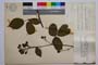 Rubus macrostachys Mueller var. balcanica Mark. []