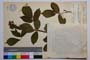 Rubus oblongoobovatus Mark. []