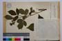 Rubus oblongoobovatus Mark. []