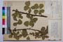 Rubus sanguineus Friv. var. alnifolius Mark. []