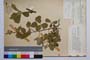 Rubus sanguineus Friv. var. obtriangulatus Mark. []