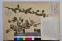 Rubus tomentosus Borkh. var. stojanovii Mark. []