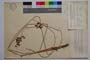 Schoenoplectus tabernemontanii (Gmel.) Palla var. davidovii f. davidovii Koz. & Kuzm. []