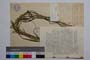 Secale rhodopaeum Delipavlov []