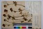 Trifolium alpestre L. ssp. alpestre var. alpestre f. bicefala Koz. []