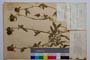 Trifolium alpestre L. ssp. alpestre var. davidovii Koz. []