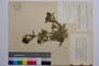 Trifolium alpestre L. ssp. alpestre var. alpestre f. heterofoliolata Koz. []