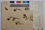 Trifolium alpestre L. ssp. alpestre var. parvifolium Koz. []