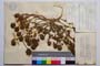 Trifolium hirtum All. var. hirtum f. ramosum Koz. []
