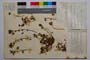 Trifolium hirtum All. var. urumovii Koz. []