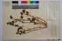 Trifolium incarnatum L. ssp. incarnatum var. intermedium Koz. []