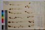 Trifolium incarnatum L. ssp. incarnatum var. minor Koz. []