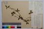 Trifolium ochroleucon Huds. ssp. ochroleucon var. brevidentatum Koz. []