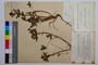 Trifolium ochroleucon Huds. ssp. ochroleucon var. grancarovii Koz. []