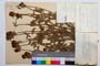 Trifolium ochroleucon Huds. ssp. ochroleucon var. macranthum Koz. []