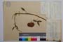 Trifolium pannonicum Jacq. var. davidovii Koz. []