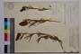 Trifolium purpureum Loisel ssp. purpureum f. simplex Koz. []