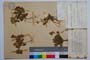 Trifolium trichopterum Panc. var. pirinicum Koz. []