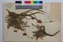 Hedysarum tauricum Pall. []
