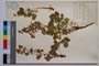 Potentilla Regis Borisii Stoj. []