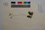 Hieracium kittanae Vladimirov []
