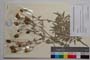 Centaurea saccensis Raimondo, Bancheva & Ilardi []