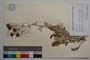 Centaurea saccensis Raimondo, Bancheva & Ilardi []