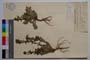 Campanula sibirica L. []