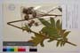 Centaurea wagenitziana Bancheva & Kit Tan []