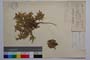 Campanula bulgarica Dav. []