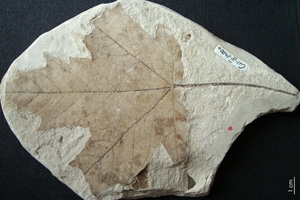 Acer protohyrcanum Palamarev & Bozukov [holotype IBERPBXX0022] (c) Institute of Biodiversity and Ecosystem Research, BAS — Paleobotanical Collection (IBER-PB)