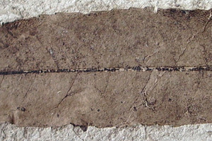 Adinandra palaeorhodopaea Palamarev & Bozukov [холотип IBERPBXX0023] (c) Институт по биоразнообразие и екосистемни изследвания, БАН — Палеоботаническа колекция (IBER-PB)