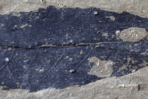 Cyclobalanopsis stojanovii Palamarev & Kitanov [holotype IBERPBXX0028] (c) Institute of Biodiversity and Ecosystem Research, BAS — Paleobotanical Collection (IBER-PB)