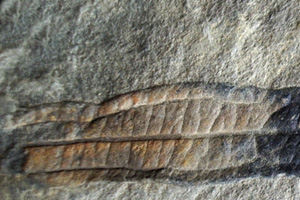 Daphnogene rhodopaea Palamarev [holotype IBERPBXX0029] (c) Institute of Biodiversity and Ecosystem Research, BAS — Paleobotanical Collection (IBER-PB)
