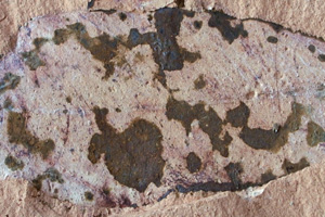 Dodonaea salicoides Andreanszky var. multinervis Palamarev [holotype IBERPBXX0030] (c) Institute of Biodiversity and Ecosystem Research, BAS — Paleobotanical Collection (IBER-PB)