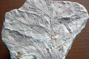 Eostangeria ruzinciana (Palamarev, Petkova et Uzunova) Palamarev & Uzunova [холотип IBERPBXX0031] (c) Институт по биоразнообразие и екосистемни изследвания, БАН — Палеоботаническа колекция (IBER-PB)