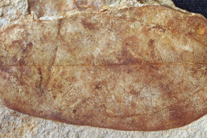 Matudaea palaeobalcanica Palamarev & Petkova [holotype IBERPBXX0038] (c) Institute of Biodiversity and Ecosystem Research, BAS — Paleobotanical Collection (IBER-PB)