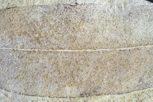 Ocotea oblanceolata Palamarev & Petkova [holotype IBERPBXX0040] (c) Institute of Biodiversity and Ecosystem Research, BAS — Paleobotanical Collection (IBER-PB)