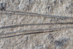 Pinus palaeorhodopensis Palamarev [holotype IBERPBXX0042] (c) Institute of Biodiversity and Ecosystem Research, BAS — Paleobotanical Collection (IBER-PB)