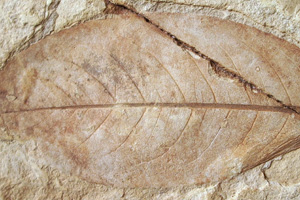 Prunus attenuatifolia Palamarev & Petkova [holotype IBERPBXX0043] (c) Institute of Biodiversity and Ecosystem Research, BAS — Paleobotanical Collection (IBER-PB)