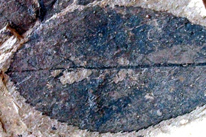 Crataegus integrifolia Palamarev [holotype IBERPBXX0049] (c) Institute of Biodiversity and Ecosystem Research, BAS — Paleobotanical Collection (IBER-PB)